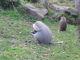 Auckland Zoo