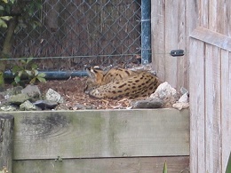 Auckland Zoo