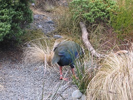 Auckland Zoo