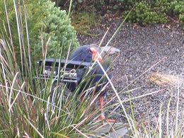 Auckland Zoo