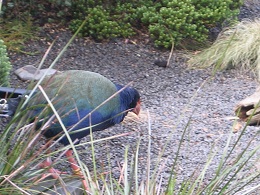 Auckland Zoo