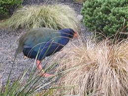 Auckland Zoo