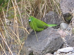 Auckland Zoo
