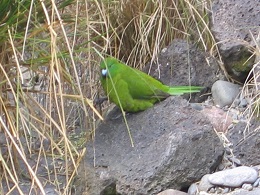 Auckland Zoo