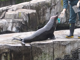 Auckland Zoo