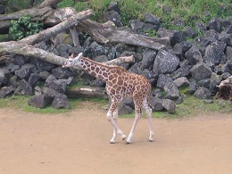 Auckland Zoo