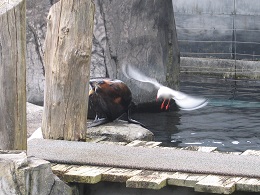 Auckland Zoo