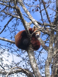 Auckland Zoo