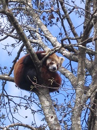 Auckland Zoo