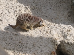 Auckland Zoo