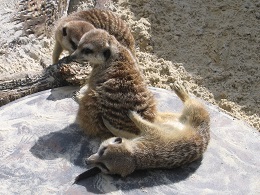 Auckland Zoo