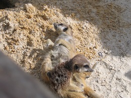 Auckland Zoo