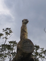 Auckland Zoo