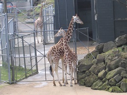 Auckland Zoo