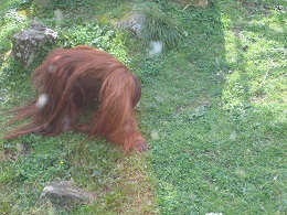 Auckland Zoo