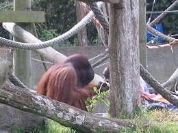 Auckland Zoo