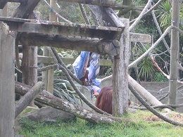 Auckland Zoo