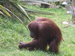 Auckland Zoo