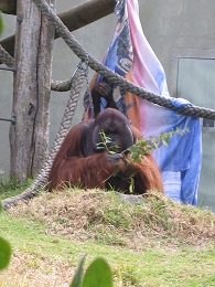 Auckland Zoo