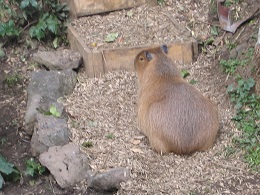 Auckland Zoo