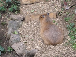 Auckland Zoo