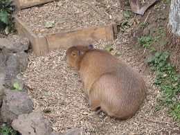 Auckland Zoo