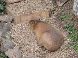 Auckland Zoo