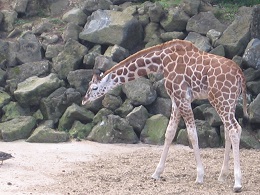 Auckland Zoo