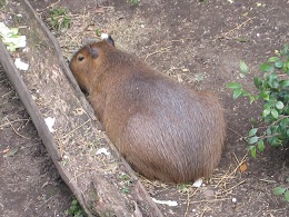 Auckland Zoo