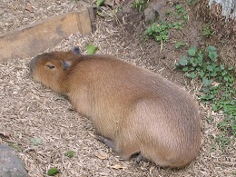 Auckland Zoo