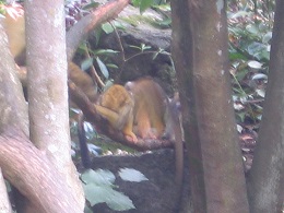 Auckland Zoo