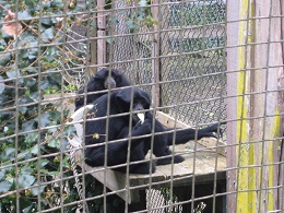 Auckland Zoo