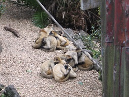 Auckland Zoo