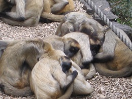 Auckland Zoo