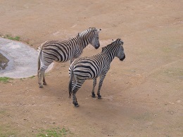 Auckland Zoo