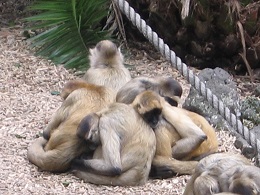 Auckland Zoo