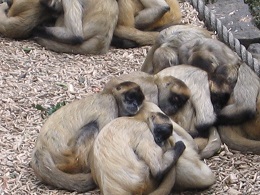 Auckland Zoo