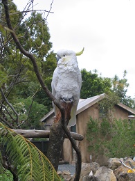 Auckland Zoo