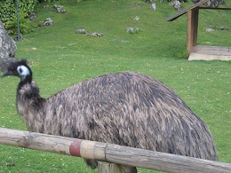 Auckland Zoo