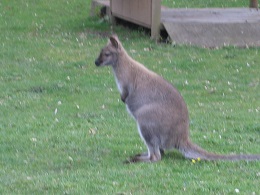 Auckland Zoo