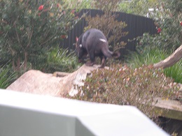 Auckland Zoo