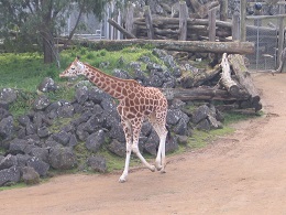 Auckland Zoo