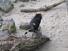 Auckland Zoo