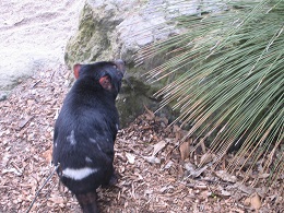 Auckland Zoo