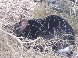 Auckland Zoo