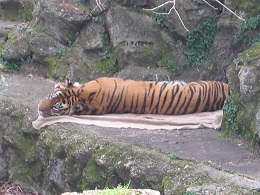 Auckland Zoo