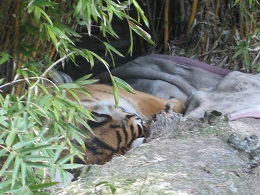 Auckland Zoo