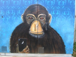Chimp Selfie