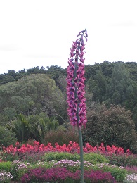 Sculpture in the Gardens